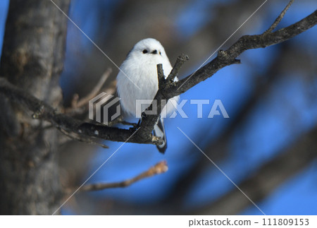 Long-tailed tit perches on a tree in a park in Hokkaido in winter Long-tailed tit perches on a tree in a park in Hokkaido in winter 111809153