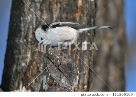 Long-tailed tit perches on a tree in a park in Hokkaido in winter 111809160