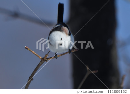 Long-tailed tit perches on a tree in a park in Hokkaido in winter Long-tailed tit perches on a tree in a park in Hokkaido in winter 111809162