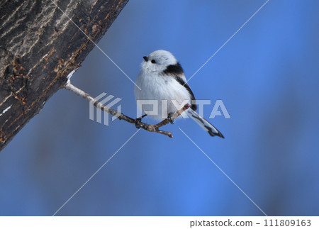 Long-tailed tit perches on a tree in a park in Hokkaido in winter 111809163
