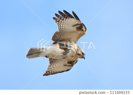 Buzzard flying in the winter sky of Hokkaido 111809235