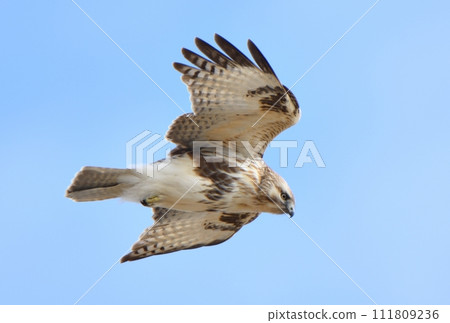 Buzzard flying in the winter sky of Hokkaido 111809236