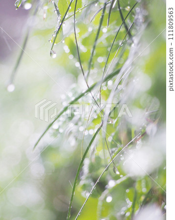 green leaves shining in the rain 111809563