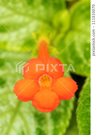 房子周圍的花 - 各種時令花 - 溫室裡的花 - 美麗的橙色花開了 - Epischia cupreata 房子周圍的花 - 各種時令花 - 溫室裡的花 - 美麗的橙色花開了 - Epischia cupreata 111810070