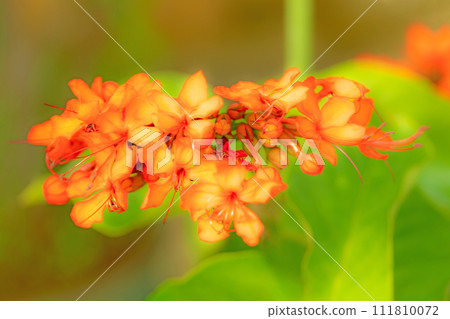 Flowers around the house, various seasons, flowers in the greenhouse, beautiful vermilion flowers, safflower 111810072