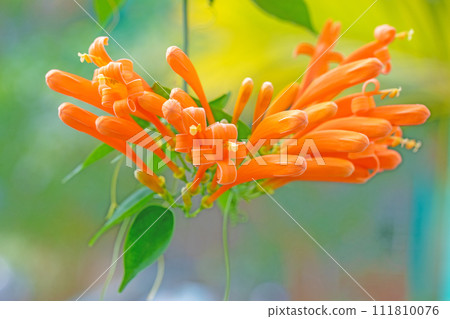 Flowers around the house, various seasons, flowers in the greenhouse, fiery orange flowers, Kaenkasula 111810076