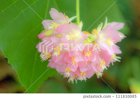 Flowers around the house, various seasons, greenhouse flowers, beautiful pink ball, Dombea Waricki Flowers around the house, various seasons, greenhouse flowers, beautiful pink ball, Dombea Waricki 111810085