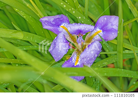 Flowers around the house - various seasons - beautiful purple petals are wet in the rain - cold-blooming irises Flowers around the house - various seasons - beautiful purple petals are wet in the rain - cold-blooming irises 111810105