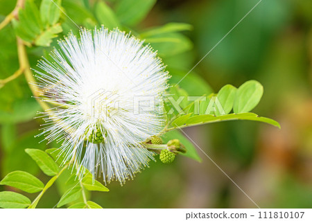 Flowers around the house - various seasons - Flowers in the greenhouse - white spherical flowers have bloomed - Calliandra haematkeferaa Flowers around the house - various seasons - Flowers in the greenhouse - white spherical flowers have bloomed - Calliandra haematkeferaa 111810107