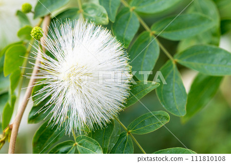 Flowers around the house - various seasons - Flowers in the greenhouse - white spherical flowers have bloomed - Calliandra haematkeferaa Flowers around the house - various seasons - Flowers in the greenhouse - white spherical flowers have bloomed - Calliandra haematkeferaa 111810108