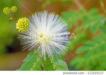Flowers around the house - various seasons - Flowers in the greenhouse - white spherical flowers have bloomed - Calliandra haematkeferaa Flowers around the house - various seasons - Flowers in the greenhouse - white spherical flowers have bloomed - Calliandra haematkeferaa 111810117