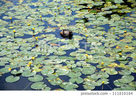 黃色睡蓮和野鳥 111810184