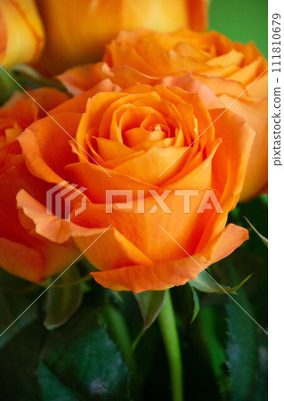 Rose of orange 111810679