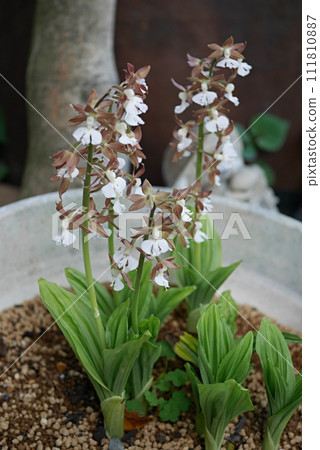 Ebine flower 20230404 111810887