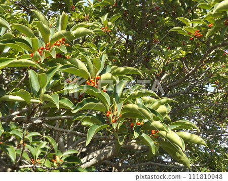Red berries of the roadside tree Kuroganemochi on the side of the Kemigawahama prefectural road Red berries of the roadside tree Kuroganemochi on the side of the Kemigawahama prefectural road 111810948