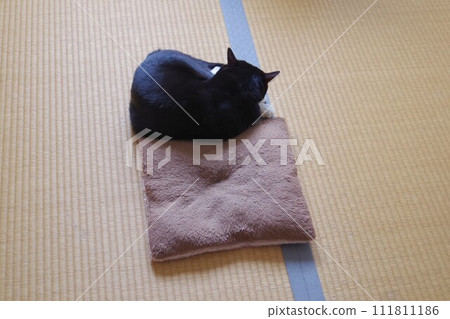Cat sleeping on tatami 111811186