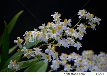 white oncidium 20230203 white oncidium 20230203 111811271