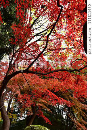 六義園 六義園 111811480