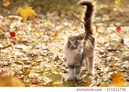 Funny kitten with a fluffy tail on an autumn background Funny kitten with a fluffy tail on an autumn background 111811736