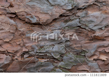 The bark of an old tree. Fragment of a pine trunk. 111811809