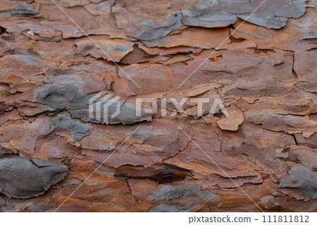 The bark of an old tree. Fragment of a pine trunk. 111811812