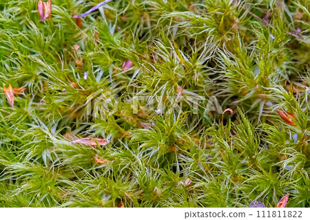 Green leafy forest moss close-up. Forest grass. 111811822