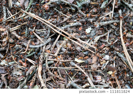 Fragment of an anthill close-up. Fragment of an anthill close-up. 111811824