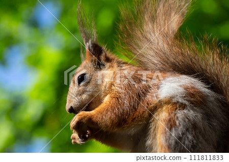 Beautiful squirrel with a fluffy tail close-up. 111811833