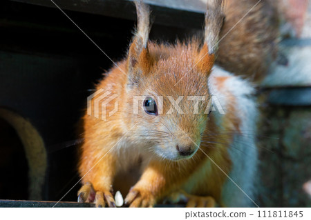 Funny red squirrel close-up.An animal in the park. Funny red squirrel close-up.An animal in the park. 111811845