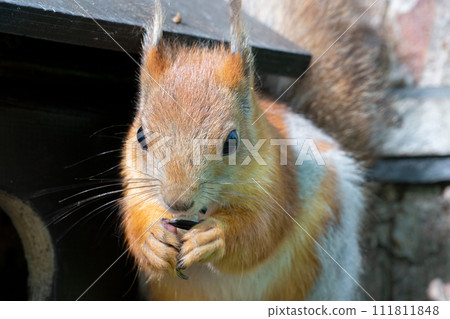 The squirrel eats a seed. An animal in the park. The squirrel eats a seed. An animal in the park. 111811848