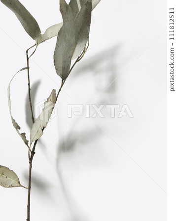 eucalyptus branch leaves with light background and shadows. Minimal style design 111812511