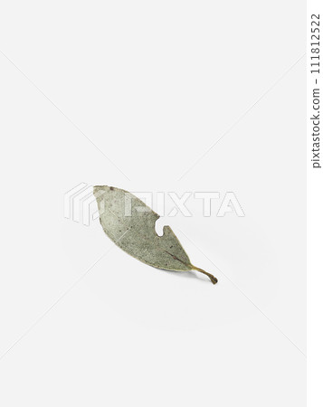 Eucalyptus leaf dry with light background and shadows. Minimal style design 111812522