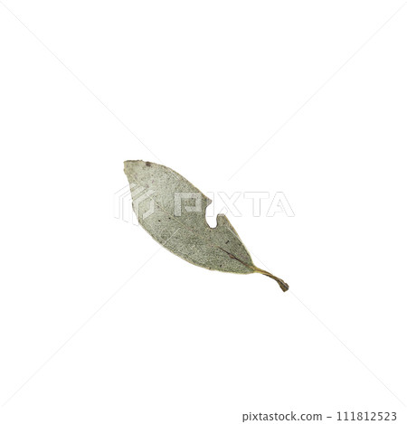 Eucalyptus leaf dry isolated on white background. Minimal style design 111812523