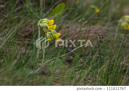 Yellow Primula veris cowslip, common cowslip, cowslip primrose on soft green background.Selective focus Yellow Primula veris cowslip, common cowslip, cowslip primrose on soft green background.Selective focus 111812767