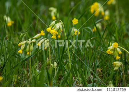 Yellow Primula veris cowslip, common cowslip, cowslip primrose on soft green background.Selective focus 111812769
