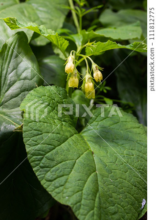 Flowering Symphytum tuberosum in the forest, spring-early summer, natural environment. Medicinal plant Flowering Symphytum tuberosum in the forest, spring-early summer, natural environment. Medicinal plant 111812775