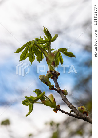 Spring chestnut branch with new leaves on blurred background close-up 111812777