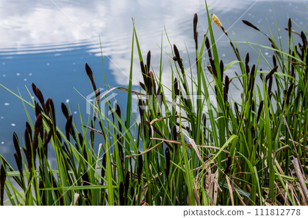 Carex acuta - found growing on the margins of rivers and lakes in the Palaearctic terrestrial ecoregions in beds of wet, alkaline or slightly acid depressions with mineral soil 111812778