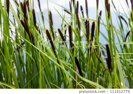 Carex acuta - found growing on the margins of rivers and lakes in the Palaearctic terrestrial ecoregions in beds of wet, alkaline or slightly acid depressions with mineral soil 111812779