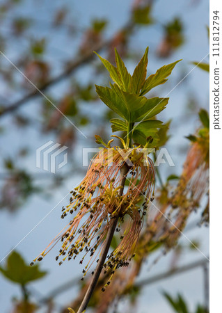 The ash-leaved maple Acer negundo flowers in early spring, sunny day and natural environment, blurred background The ash-leaved maple Acer negundo flowers in early spring, sunny day and natural environment, blurred background 111812794