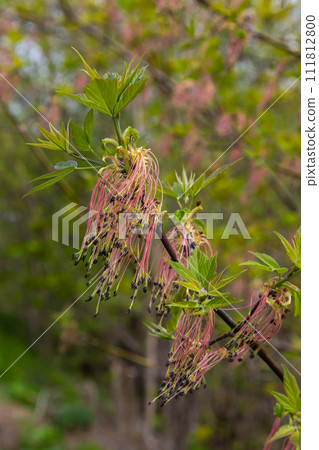 The ash-leaved maple Acer negundo flowers in early spring, sunny day and natural environment, blurred background 111812800