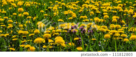 Dandelion flowers on a green meadow in spring. Dandelion flower background 111812803