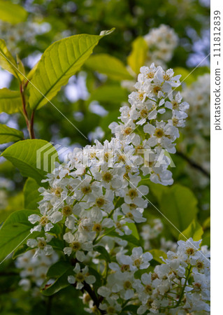 Bird cherry in bloom, spring nature background. White flowers on green branches. Prunus padus, known as hackberry, hagberry, or Mayday tree, is a flowering plant in the rose family Rosaceae Bird cherry in bloom, spring nature background. White flowers on green branches. Prunus padus, known as hackberry, hagberry, or Mayday tree, is a flowering plant in the rose family Rosaceae 111812839