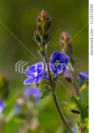 Closeup on the brlliant blue flowers of germander speedwell, Veronica chamaedrys growing in spring in a meadow, sunny day, natural environment 111812856