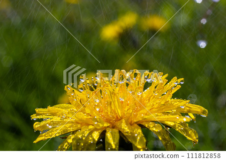 Dandelion Taraxacum officinale as a wall flower, is a pioneer plant and survival artist that can also thrive on gravel roads. Beautiful Taraxacum flower on a green garden 111812858
