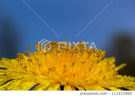 Dandelion yellow flowers close up detail with rain drops 111812860