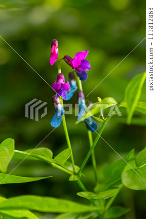 Lathyrus vernus in bloom, early spring vechling flower with blosoom and green leaves growing in forest, macro Lathyrus vernus in bloom, early spring vechling flower with blosoom and green leaves growing in forest, macro 111812863