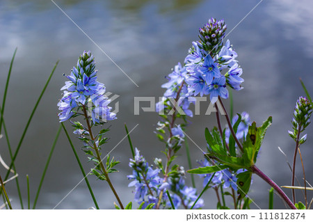 Closeup on the brlliant blue flowers of germander speedwell, Veronica prostrata growing in spring in a meadow, sunny day, natural environment 111812874