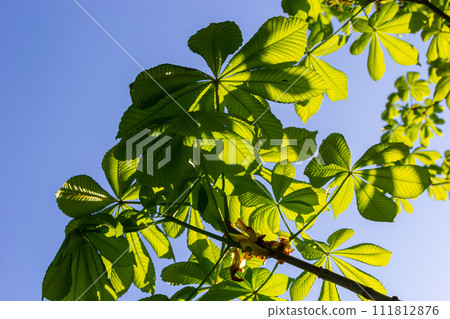 Green Chestnut Leaves in beautiful light. Spring season, spring colors. Aesculus hippocastanum, the horse chestnut Green Chestnut Leaves in beautiful light. Spring season, spring colors. Aesculus hippocastanum, the horse chestnut 111812876