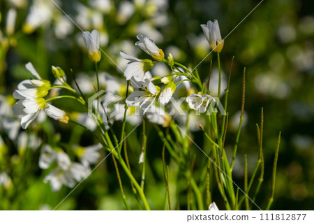 Cardamine amara, known as large bitter-cress. Spring forest. floral background of a blooming plant Cardamine amara, known as large bitter-cress. Spring forest. floral background of a blooming plant 111812877
